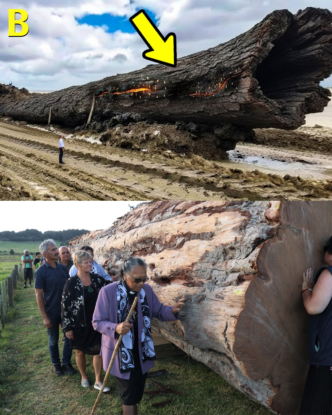 Scientists Found 42000 Year-Old Giant Ancient Tree That Holds A Secret About Earth’s History